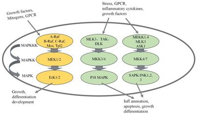 Research progress on the allergic mechanism, molecular properties, and immune cross-reactivity of the egg allergen Gal d 5